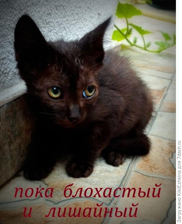 Котёнок  в  период адаптации  и  лечения...  Первый  день пребывания в новой семье...