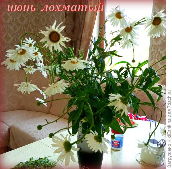 Пришлось  цветоносы  срезать и   переселить Нивяник в   вазу.  Остальные  цветут в саду...