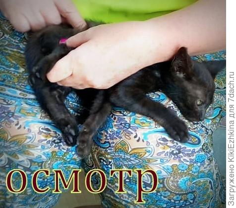 Новичок- чистюлька...  Блох нет!