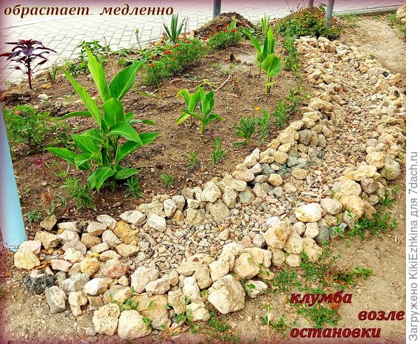 Вот  куда  утекают  наши  денежки!  :)  Колеусы  на этой  клумбе  такие  заморышные  стоят из-за  жары и палящего зноя!