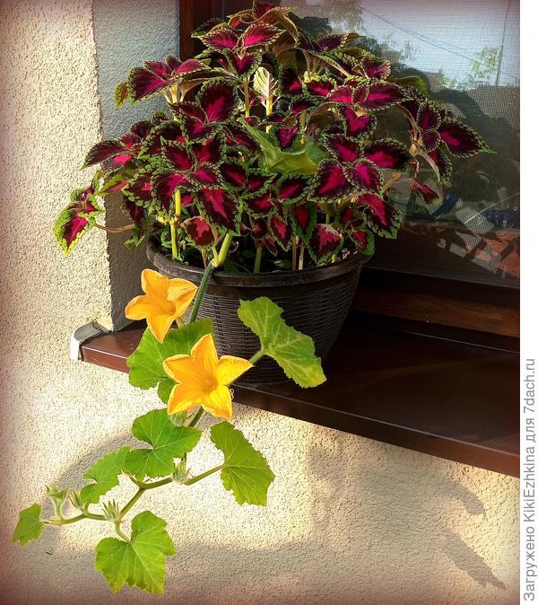 Пока эта зелёная  плеть  выполняет роль украшения...