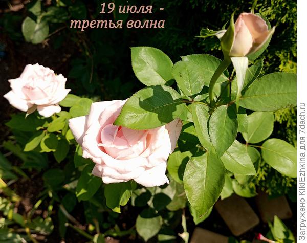 Чайные розы у нас  выживают с  трудом:  то солнца не  хватает  в тени  сплошного  забора, то солнце выжаривает,  то ветры  выдувают до сушняка земли и полного истрёпывания  лепестков...
