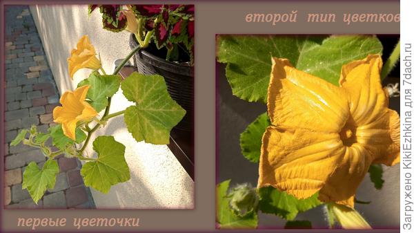 Хочется  понять - чьи же это цветочки?  И действительно ли они разнополые?