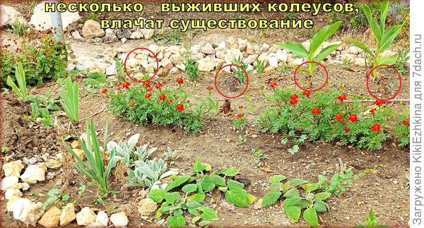 Не могу понять почему в это лето у меня   Колеусы  не хотят ни жить , ни расти в ОГ: сажала целый  рядок- выжили  несколько корешков... И те  загибаются...