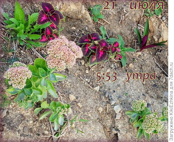 Полив  из шланга -явно недостаточен!  Нужен  капельный полив! Но чего пока нет- того нет!