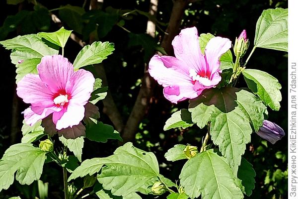 Подаренные Владимиром  саженцы  в этом году уже дали массовое  цветение...