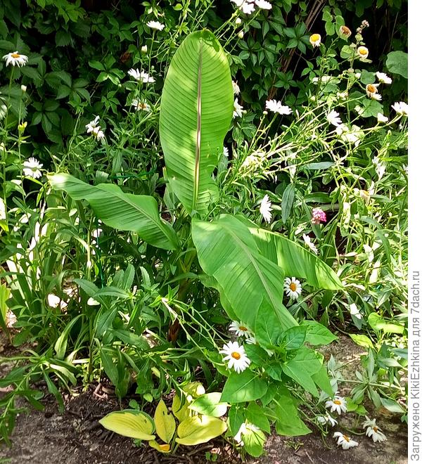 Мои  неприкаянные  Нивяники:  подсеиваю на случайных пятачках в саду...