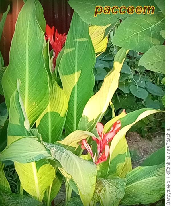 Бедные Канны на голой  глине цветут как могут...