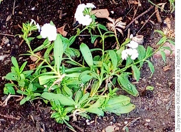 Четвёртый  сезон  развожу: засеваю  в разных местах, но  результат малоутешительный! Сорт очень похож на ваш! Не хочет размножаться в  нашей  жарище  и суховеях!