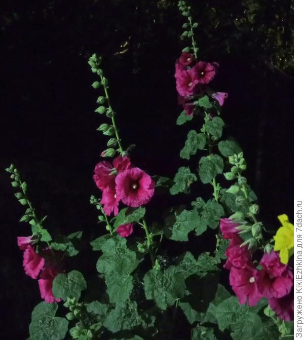 Мои шток-розы  на фото цвет вообще не   настоящий... Но всё-равно интересно выглядят...