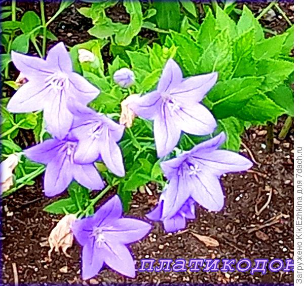 в этом году Платикодон  цветёт уже  третий сезон, и после прищипки ,   более-менее   кустисто   цветёт...
