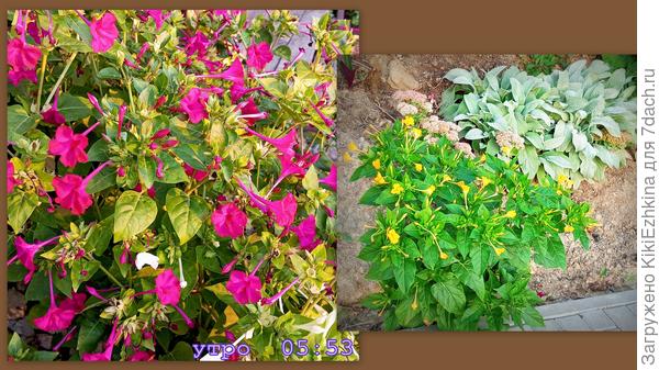 Утренние  бодрячки  Мирабилисы  к  обеду  листики опустят!