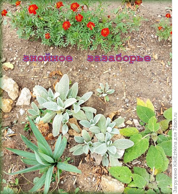 Зимой  расчистила клумбу от камней, весной пересадила  корешки,  ежедневный  полив! - и вот постепенно  что-то нарастает...