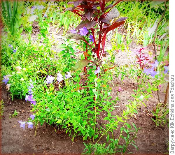 Очень высокие  Платикодоны!