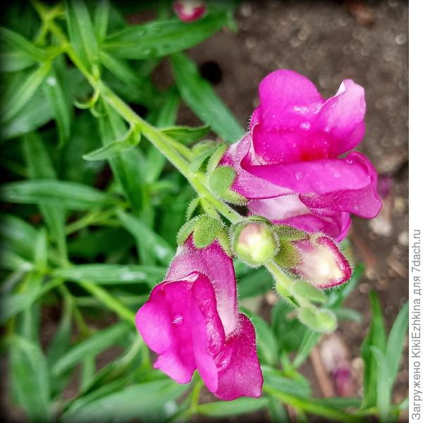 Вот так   мгновенно успели  выбрызнуть  кустики  Львиного зева и  всё!- уже  созревают семена!