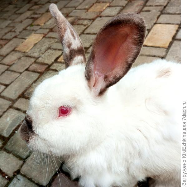 Сразу прибежал  ко мне и сел у ноги!- демонстрируя преданность!