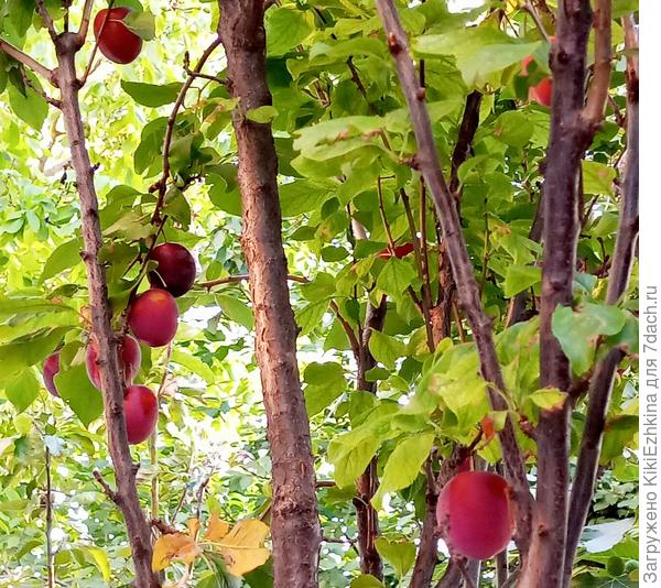 Очень вкусной оказалась слива (посадка саженца в 2017 году) ...