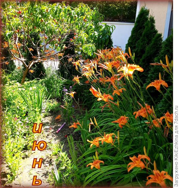 Очень люблю  все  свои массовые  посадки; давно заметила- одиночные  цветочки  не  создают   истинно радостного впечатления...