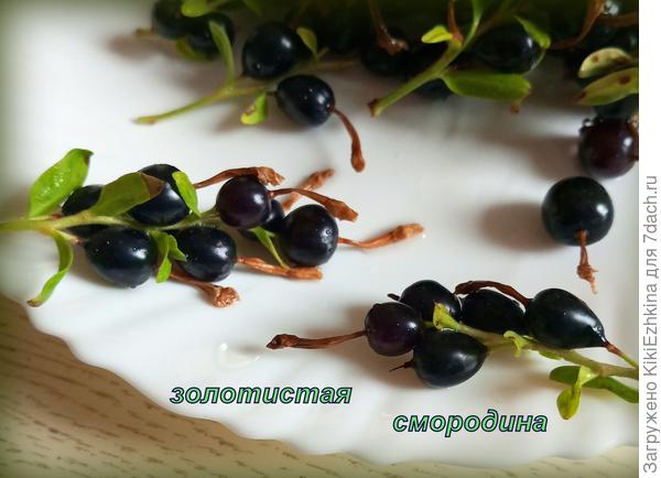 Вызревшая смородина оказалась очень приятной на вкус!