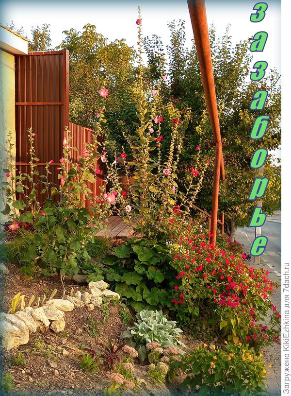 На  земле за  чужим забором...  цветут  мои  цветочки!