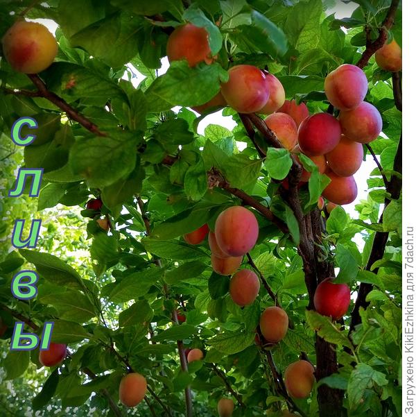 Слива красная отличного вкуса : первый урожай...