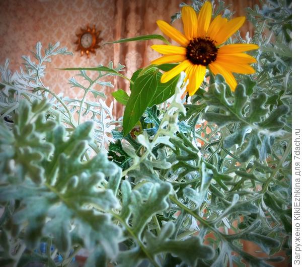 Солнечный приветик из прошлогоднего сентября...