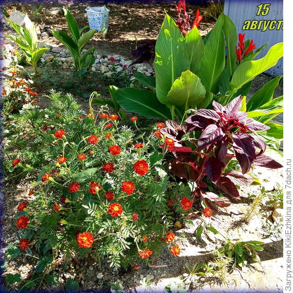 Кое-что уже  цветёт!