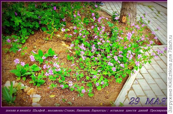 Пока  культурные  растения не   заняли  собою расчищенное пространство - тут растёт  красивоцветущий  дикорос!