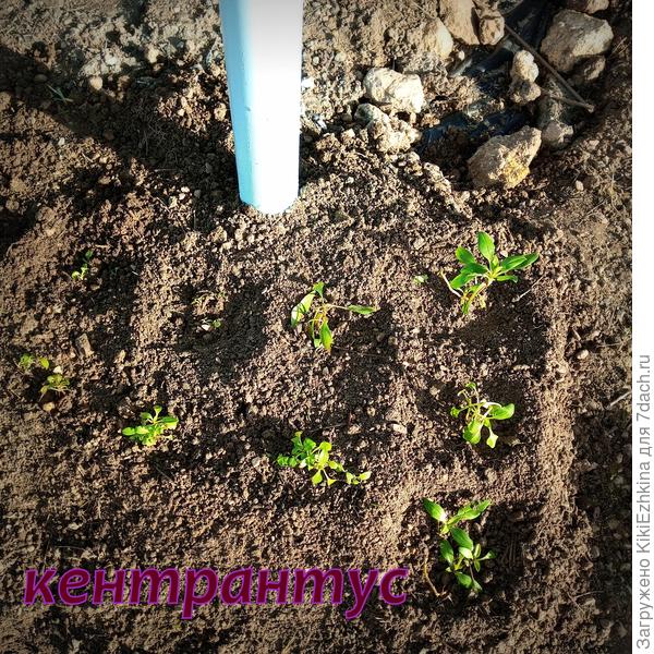 Кентрантус в нашем садоводстве  показал себя с  самой лучшей  стороны... Поэтому- его сажаю везде  и  повсеместно