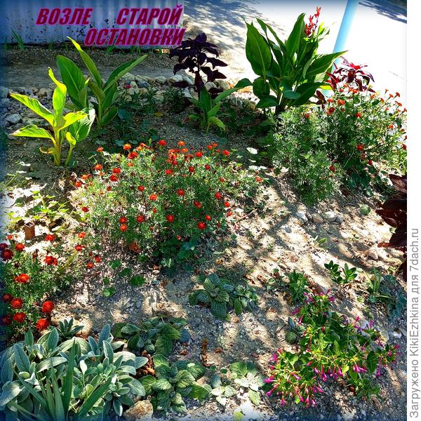 Канны от соседки - постепенно разрастаются!