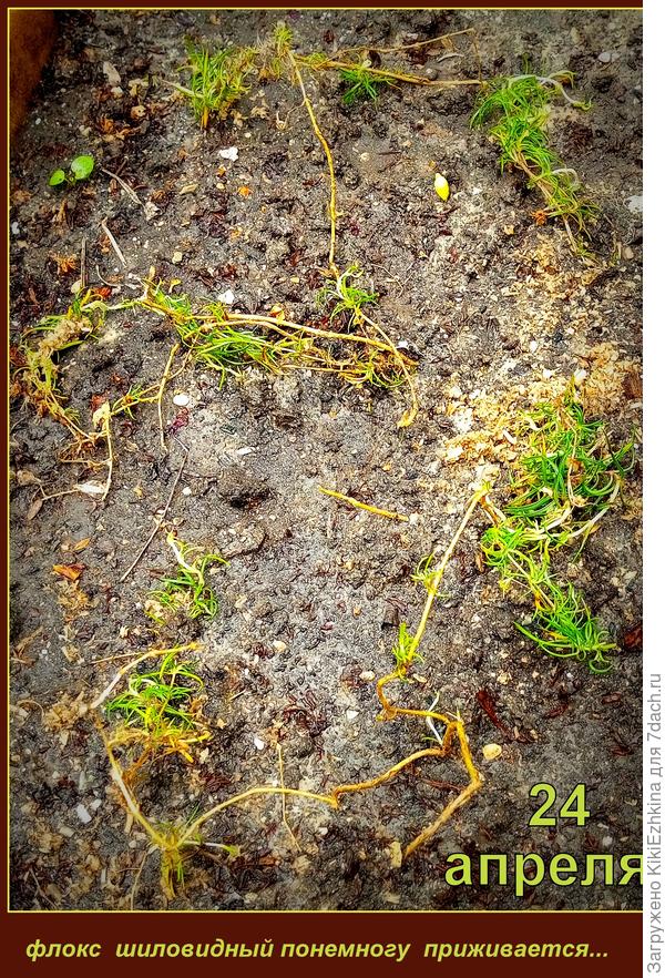 К  августу  пока ещё  держатся  при ежедневном  и  многократном  поливе...