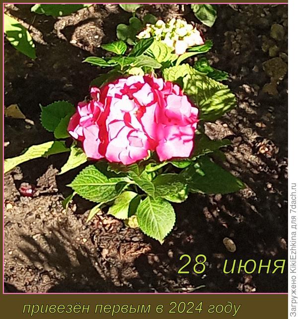 Очередной питомец