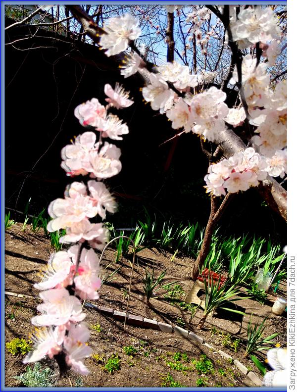 Внутри сада по краю клумбы-перчика высажены молодые юкки - очень медленно подрастают ( место тенистое)...