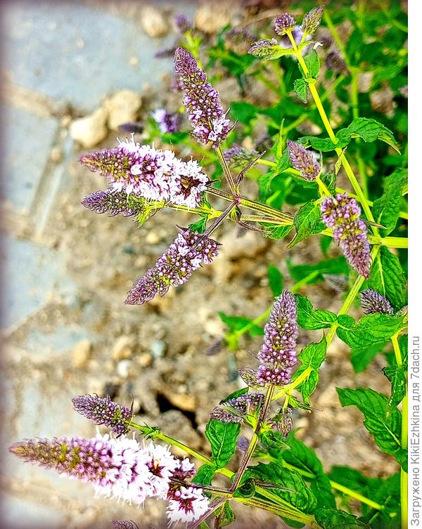 Обожаю эту мяту, но  заселять её  в саду просто невозможно-создаёт плотную сетку-циновку из своих корней...