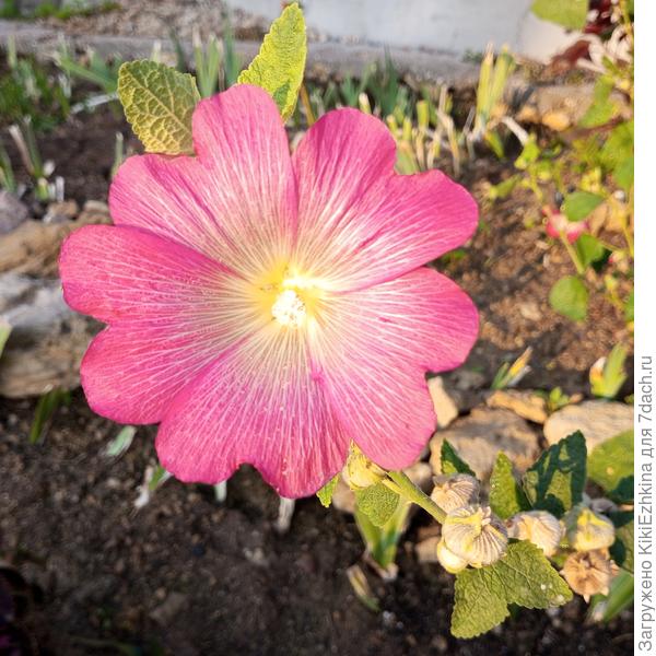 на утренней заре...