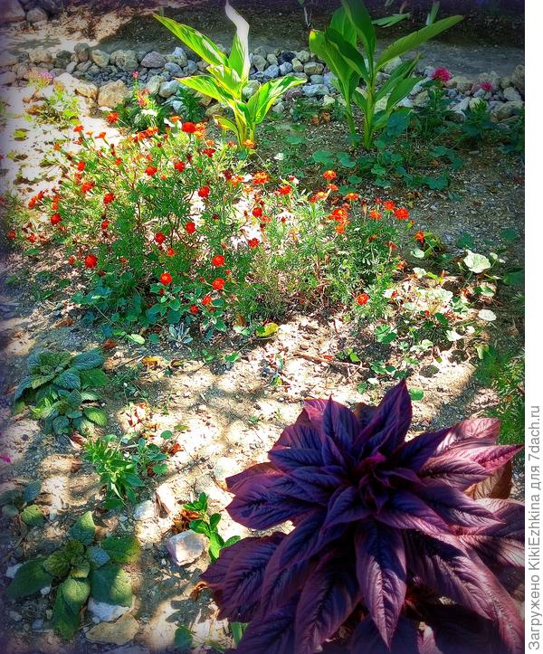 Пока Шалфей  подрастает, Стахис  постепенно разрастается, эти  полноценно цветут и  закладывают  свежую семенную  базу на будущее лето!