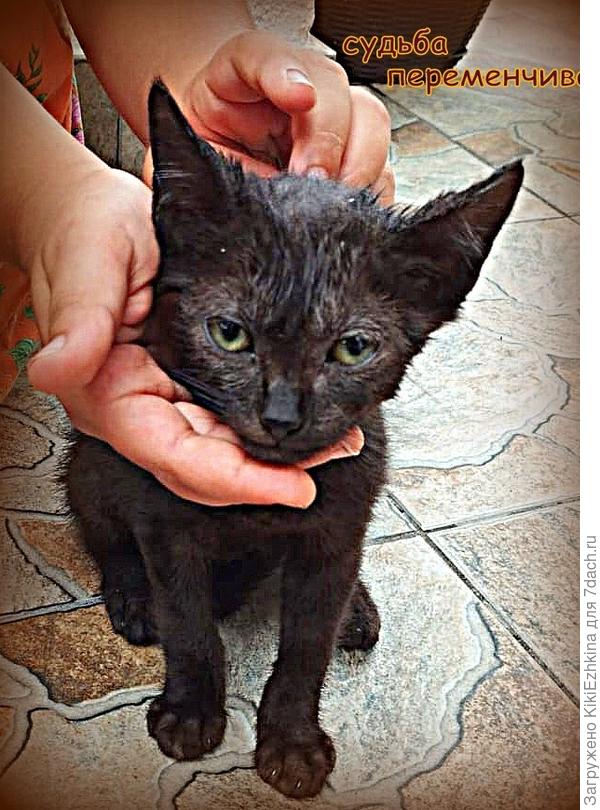 наш  &amp;quot;блохастик&amp;quot;  после  обработки и купания...