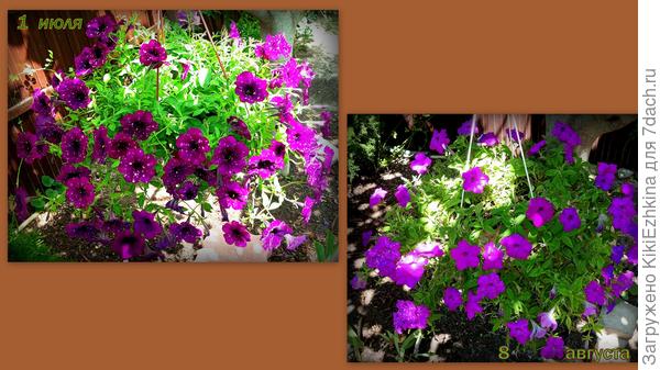 Такими  красотками  наши  петунии  были   месяца  два (наверное)  а  сейчас  стали постепенно редеть и лысеть...   Нормально ли это?