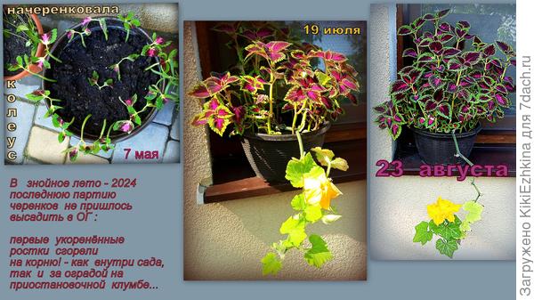 Вот так внезапно появился  новый опыт: не сажать  без соседнего затенения!