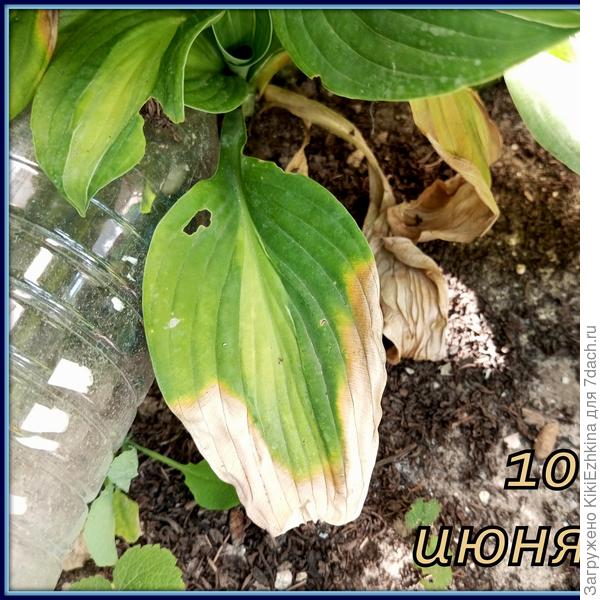 Вряд ли  при поливе вода в летний  жаркий  период насыщается   до 10 см  в  глубину... Надо действительно  взять за правило- поливать наиболее обильно пятачок  с хостами...