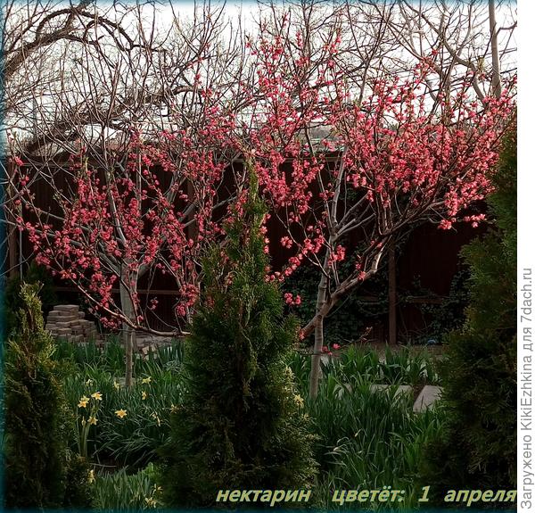 Вот так Нектарин цвёл у нас  ранней  весной...