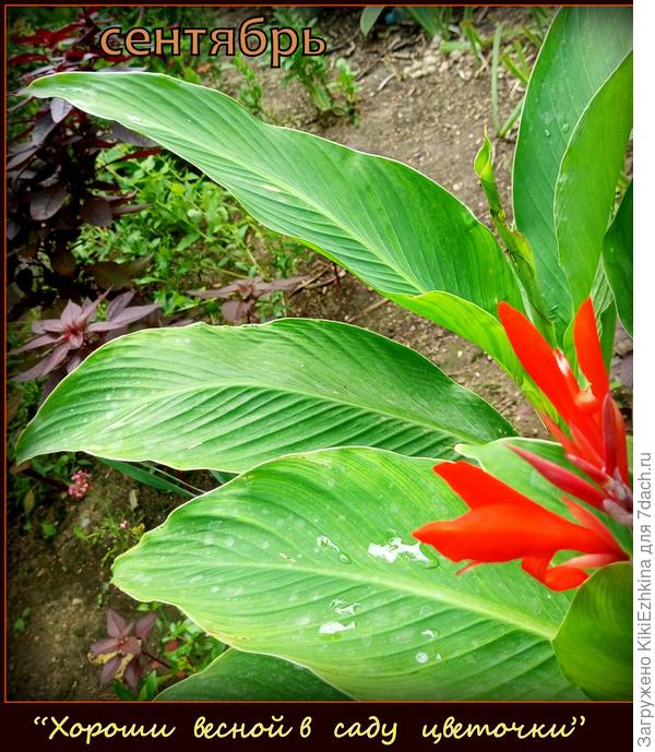 Цветочки мелкие,  однако среди зелени- яркие!  И на ново-освоенном  глиняном  взгорке  зелёные большие  листья  смотрятся  весьма жизнерадостно!