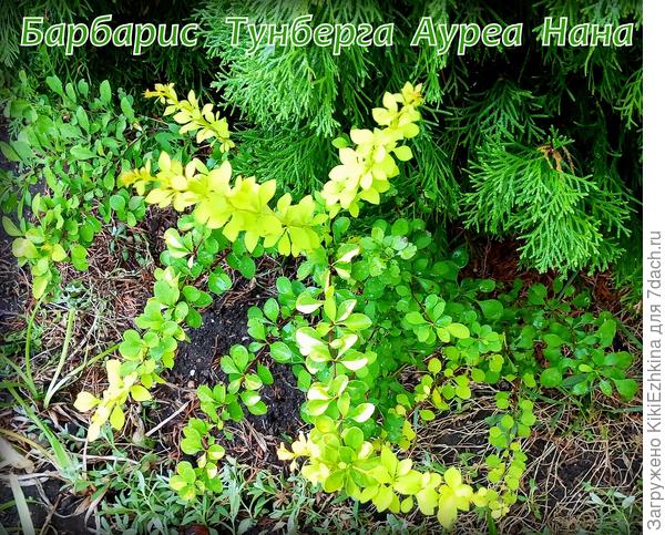 С большим  трудом  выживает у меня вот этот единственный  молодой кустик -  под сенью Туи...