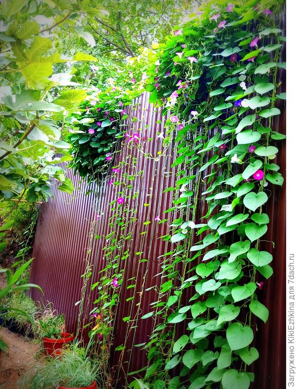 Тропиночка  моя  с  цветочными горшками под забором, над  расчисткой  которой  я  работаю всю последнюю неделю...