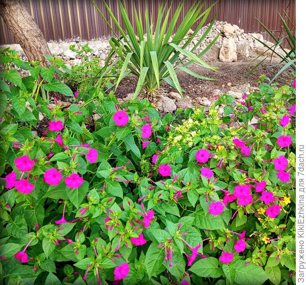 На заднем  плане  видно место,  которое пока ещё не освоено, его предстоит окультурить и начнёт,видимо этот путь освоения земли   Фасоль вьющаяся  спаржевая...