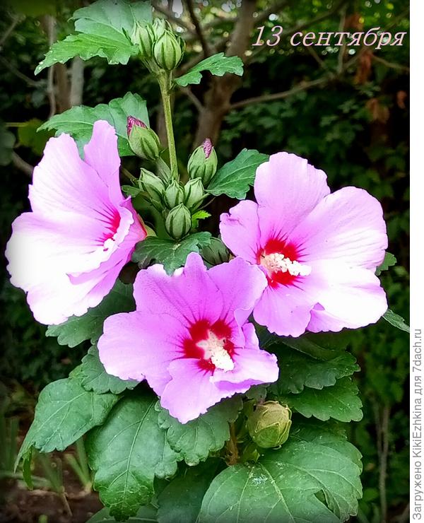 А без  шланга  мой сад вообще жить не может!