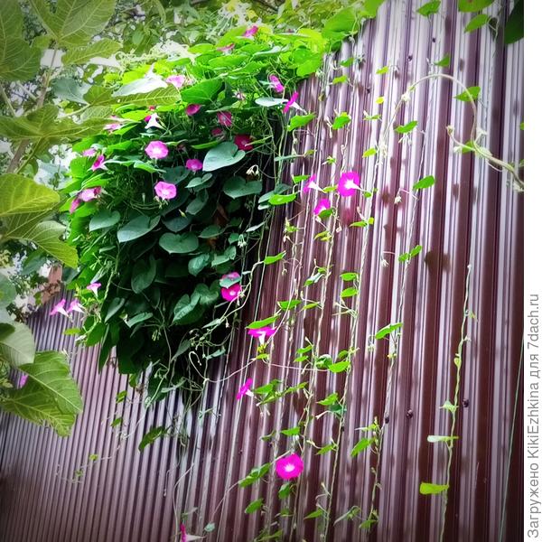 Для  Фасоли вьющейся придётся натянуть такие же шпагаты как и для моей  многоцветной Ипомеи...