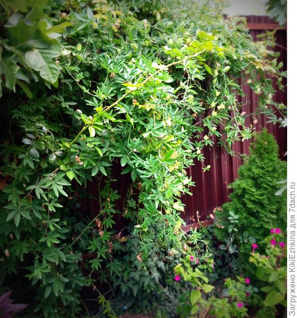 Моя  пронырливая  Пассифлора, даже  в  присутствии хозяйки умудряется  распространять  свои  корневища  и  плети во все  возможные стороны!  Такое растение  могло бы при достаточных осадках проявить  чудовищную агрессивность и удивить соседей!