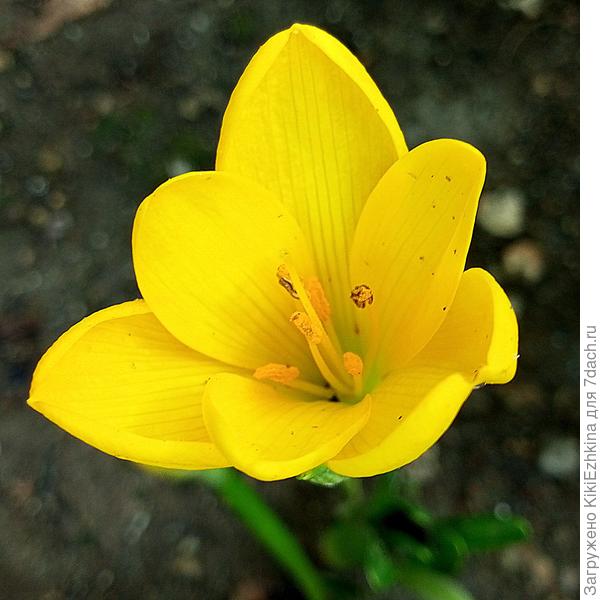 Первые  Штернбергии  &quot;поукрадала&quot; с уличного газона - на разведение у себя в саду  (они там  очень тесно и загущённо сидели жирным  рядочком... Мне было очень нужно и я  посчитала, что от небольшого прореживания та рабатка точно не пострадает своей декоративностью...  А потом соседи начали приносить мне всё новые и новые  луковички  этого цветка... Так что  осенних крокусов у нас  скоро нарастёт много  в разных местах... А вот весенние у меня  чего-то никак не заводятся!