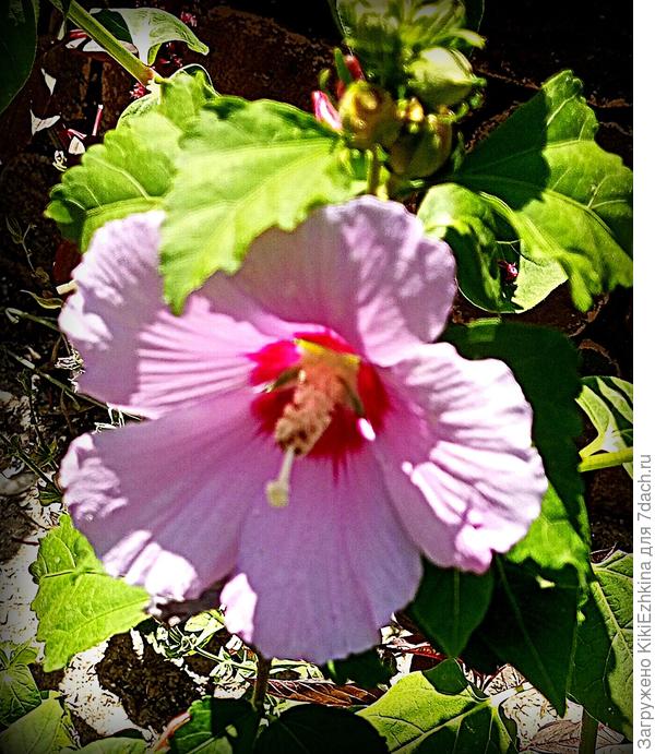 Этот саженец  живёт в саду уже года три и в этом году уже более-менее массово  начал цвести: это на самом деле радует и  греет душу!